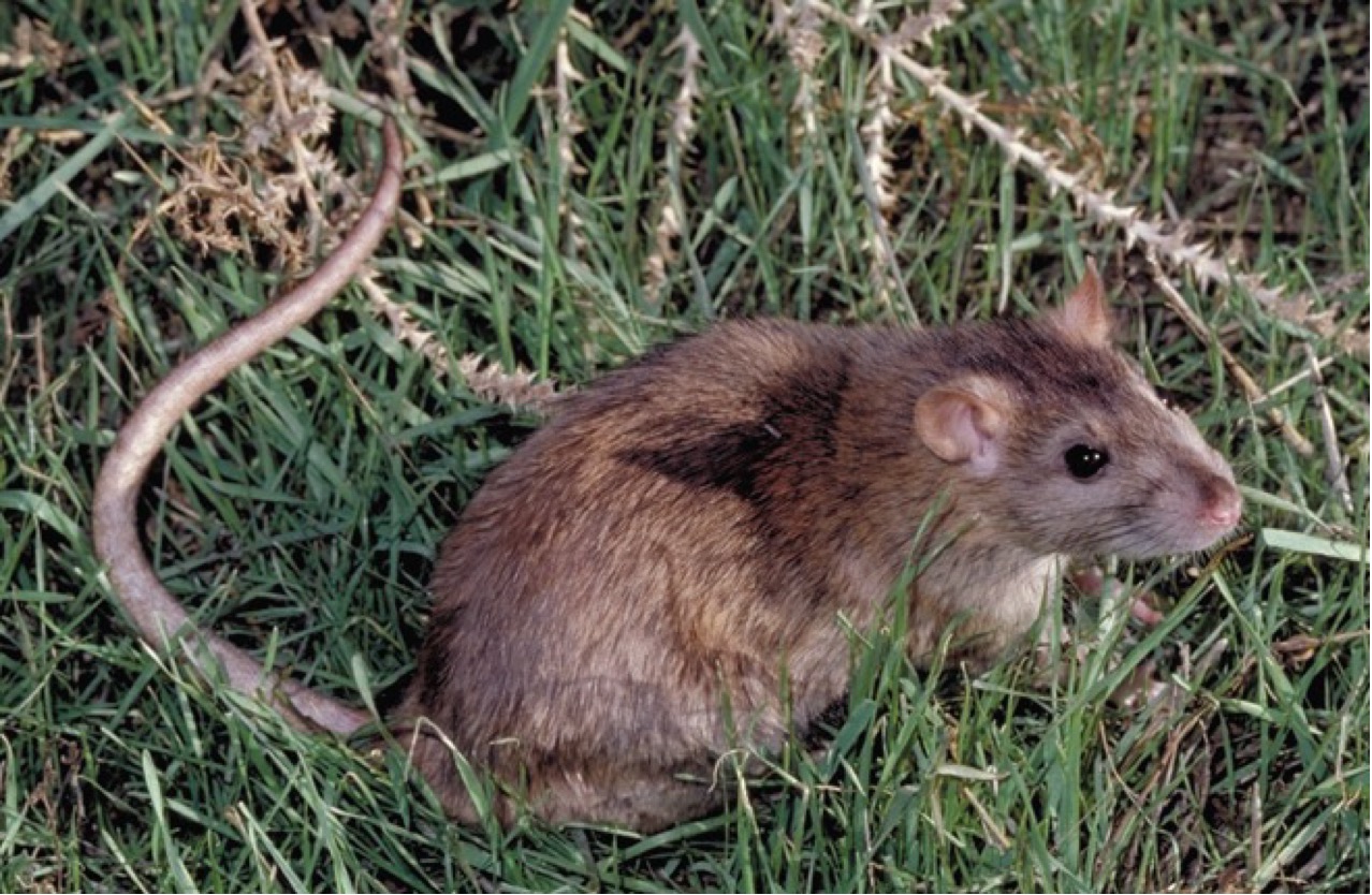 Norway rat